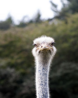 ostrich