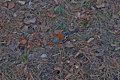 High angle view of bird on land