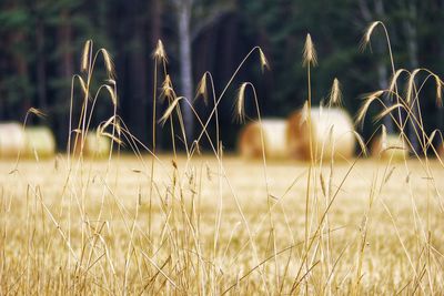 Close-up of crops on field