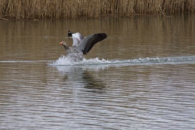 Swan swimming in lake