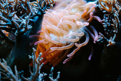 Close-up of coral in sea