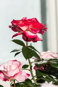 Close-up of pink bougainvillea blooming outdoors