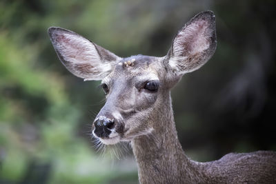 Close-up portrait of deer