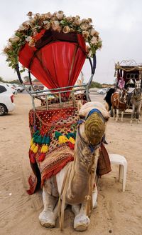 Full length of a camel with rickshaw sitting on swing