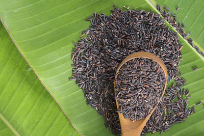 Directly above shot of rice on leaf