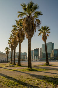 Palm trees in city against clear sky