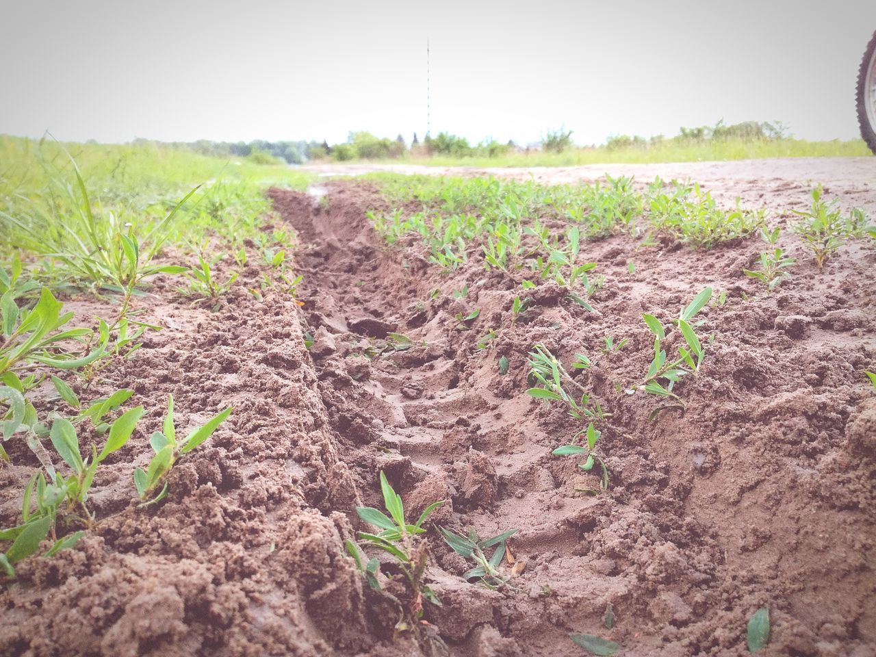 field, growth, nature, agriculture, day, plant, outdoors, no people, tranquility, beauty in nature, sky