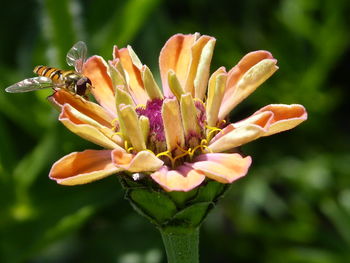 Close-up of orange flowering plant