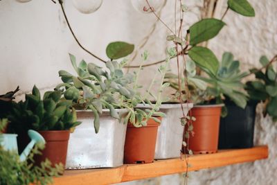 Close-up of potted plants