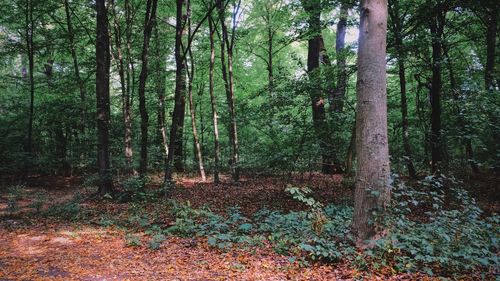 Trees growing in forest