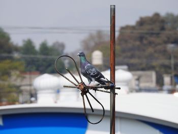 Bird on a car