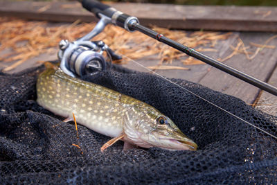 Close-up of fish