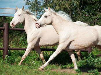 White horses on field