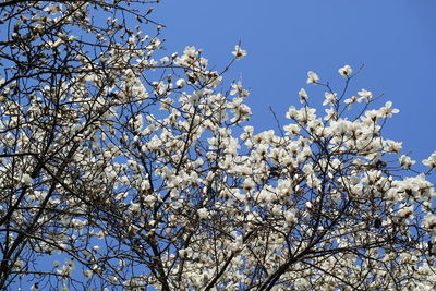 Low angle view of flowering tree against clear sky