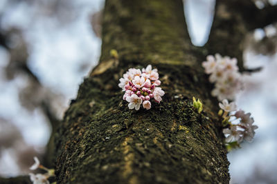 Close-up of cherry blossom on tree trunk