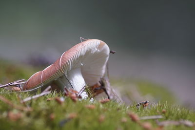 Close-up of mushroom