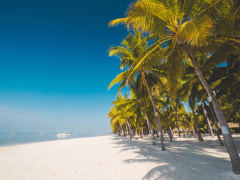 Palm trees on beach against clear blue sky