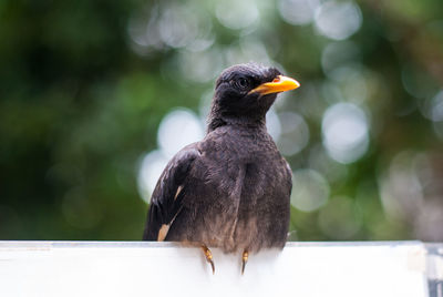 Close-up of bird perching