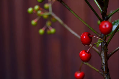 Close-up of cherries growing at dusk