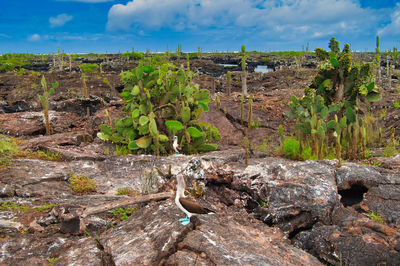Plants growing on land against sky
