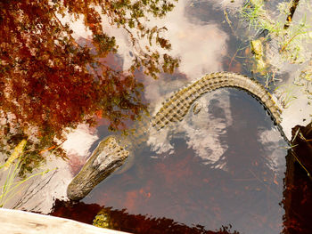 Scenic view of trees