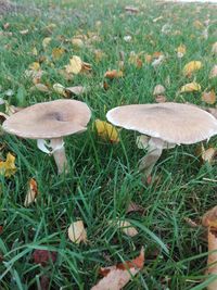 Close-up of mushroom growing on field