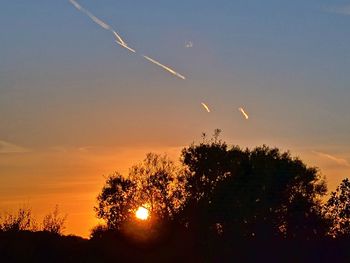 Silhouette of trees at sunset