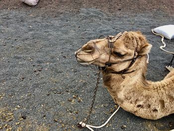 High angle view of a camel looking away