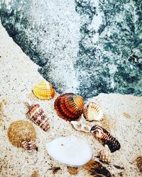 High angle view of seashell on beach