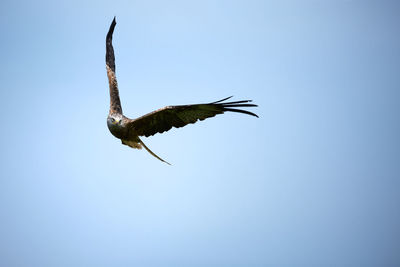 Low angle view of eagle flying against clear sky