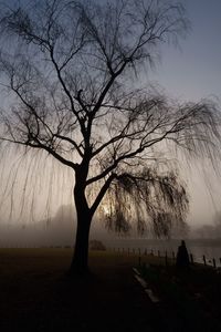 Silhouette bare tree on beach against sky at sunset