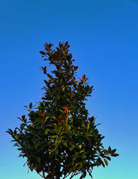 Low angle view of tree against clear blue sky