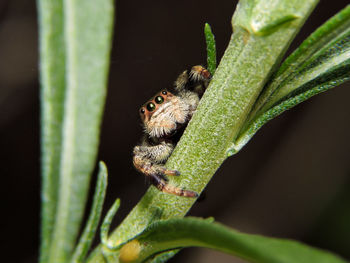 Close-up of insect on plant