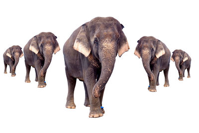 Low angle view of elephant over white background