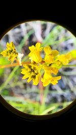 Close-up of yellow flowering plant