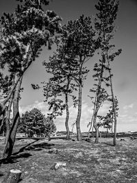 Bare trees against sky