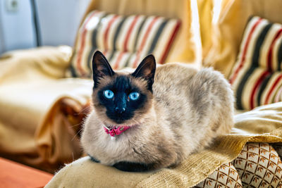 Portrait of cat resting on sofa at home