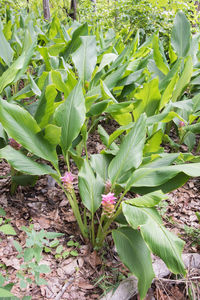 High angle view of flowering plant on field