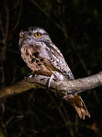 Close-up of owl perching on tree