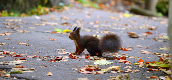 Squirrel on autumn leaves