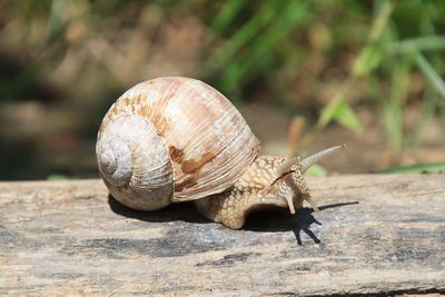 Close-up of snail