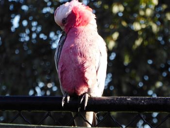 Close-up of bird perching on fence