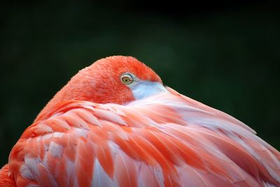 Close-up of flamingo preening