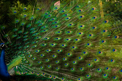 Full frame shot of peacock