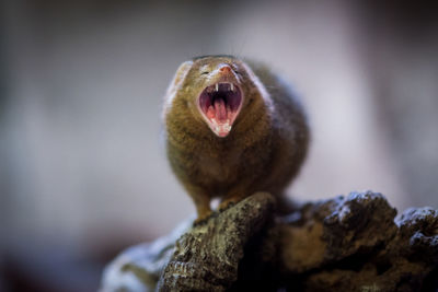 Close up of dwarf mongoose
