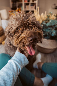 pet