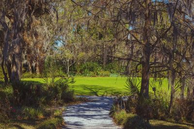 Stream amidst trees against sky