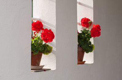 Potted flower plants on window