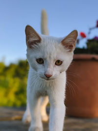 Close-up portrait of a cat