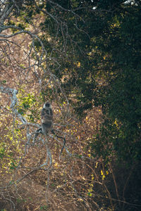 Low angle view of bird perching on tree